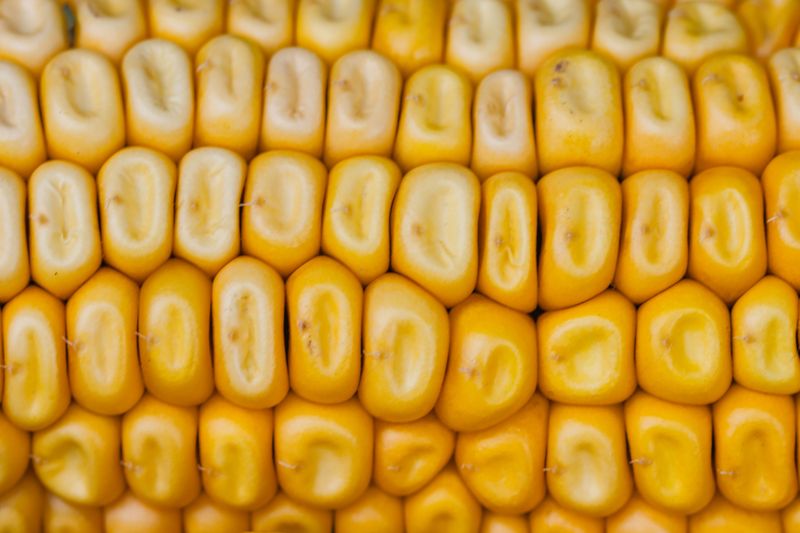 Corn kernels